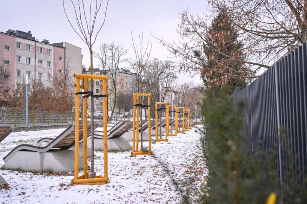 Ekologiczne ABC. Ponad 500 nowych drzew posadzono w ubiegłym roku w Częstochowie [fotorelacja] 13