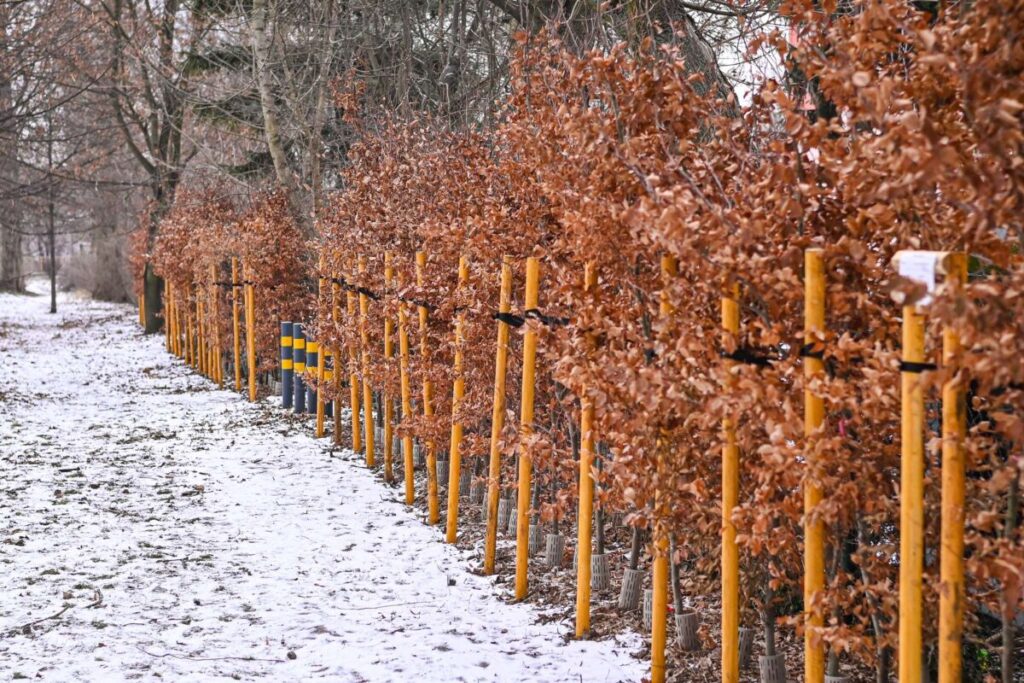 Ekologiczne ABC. Ponad 500 nowych drzew posadzono w ubiegłym roku w Częstochowie [fotorelacja] 16