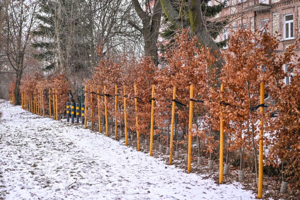 Ekologiczne ABC. Ponad 500 nowych drzew posadzono w ubiegłym roku w Częstochowie [fotorelacja] 28