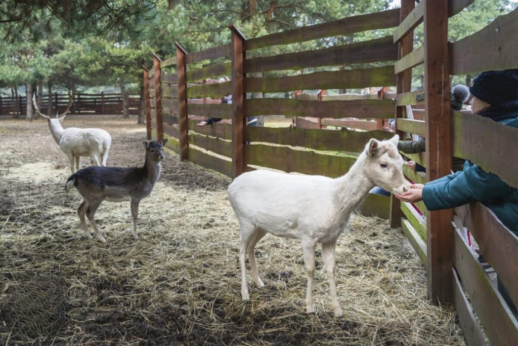 Ferie w Parku Korzonek. Zimowa przygoda w sercu natury! 33