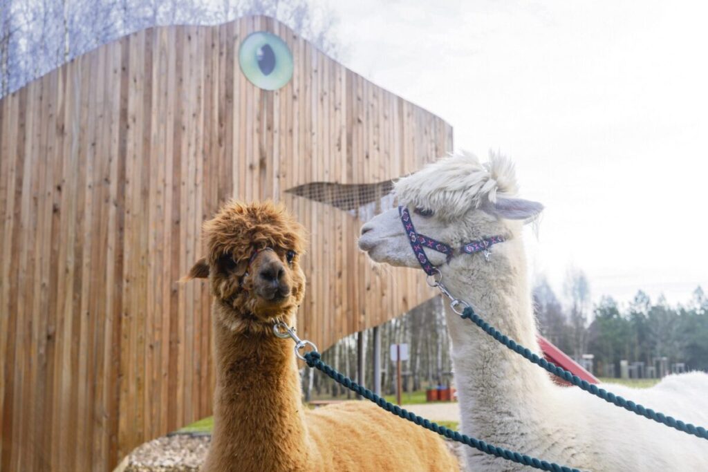 Ferie w Parku Korzonek. Zimowa przygoda w sercu natury! 3