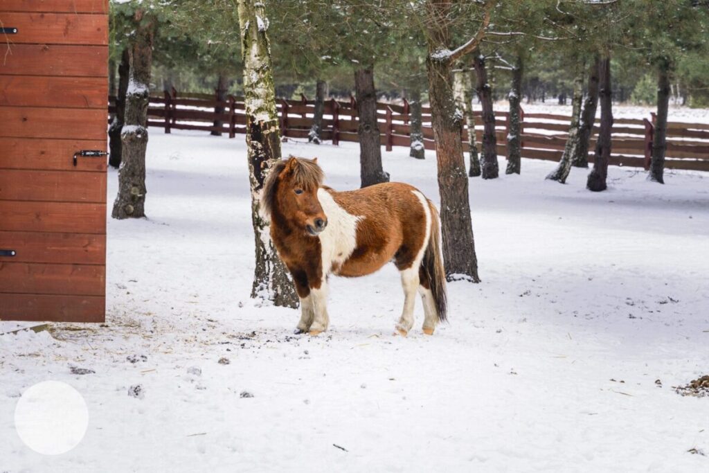 Ferie w Parku Korzonek. Zimowa przygoda w sercu natury! 6