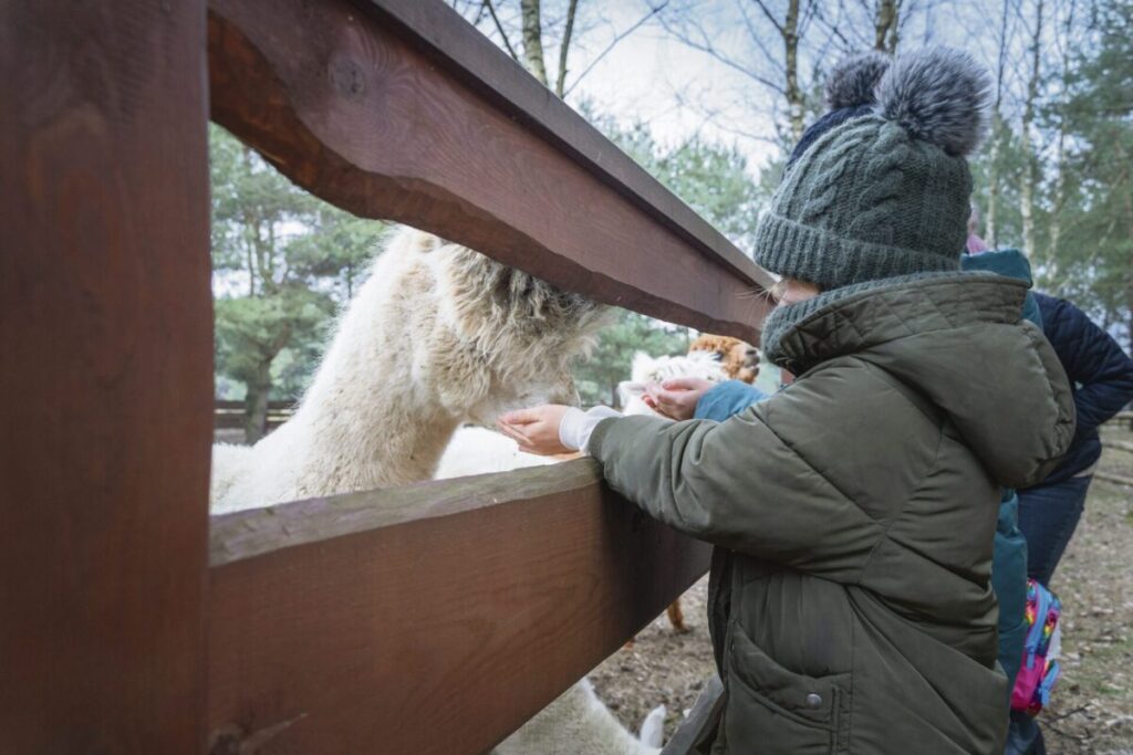 Ferie w Parku Korzonek. Zimowa przygoda w sercu natury! 36
