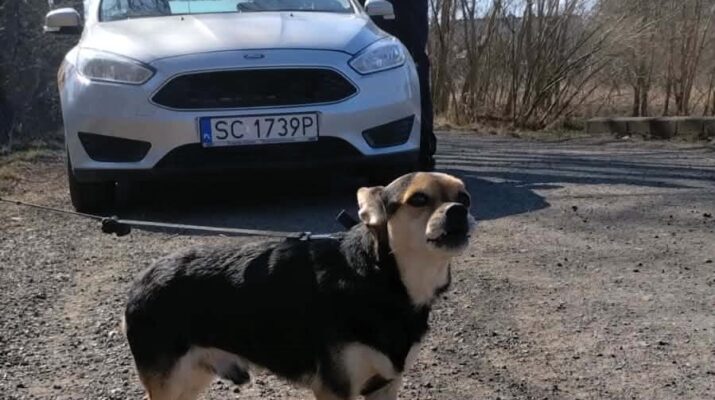 Ktoś przywiązał psa na 1,5 godziny do drzewa. Interweniowała Straż Miejska 1