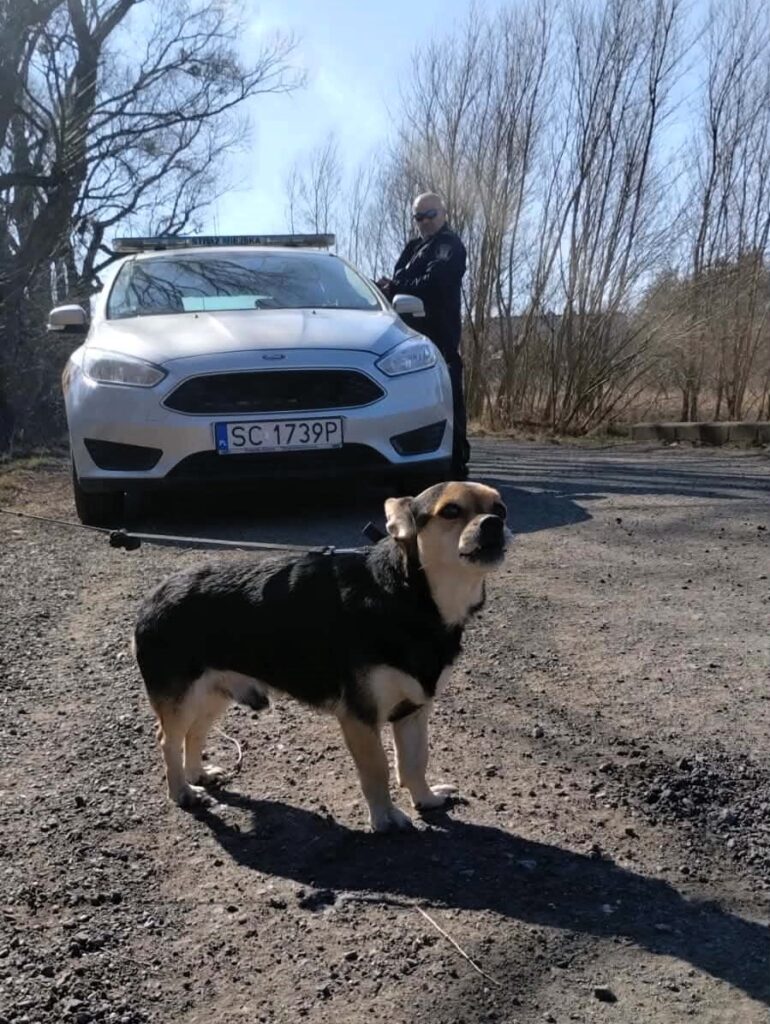 Ktoś przywiązał psa na 1,5 godziny do drzewa. Interweniowała Straż Miejska 2