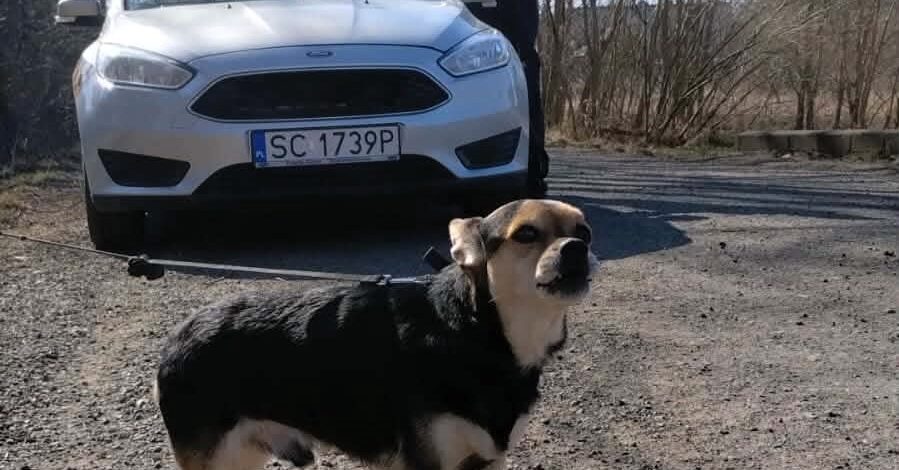 Ktoś przywiązał psa na 1,5 godziny do drzewa. Interweniowała Straż Miejska