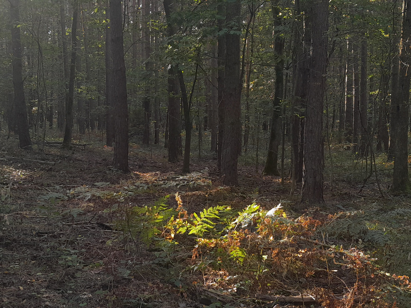 Ekologiczne ABC. Rozstrzygnięto VI edycję konkursu fotograficznego Jurajska przyroda w obiektywie [foto] 16