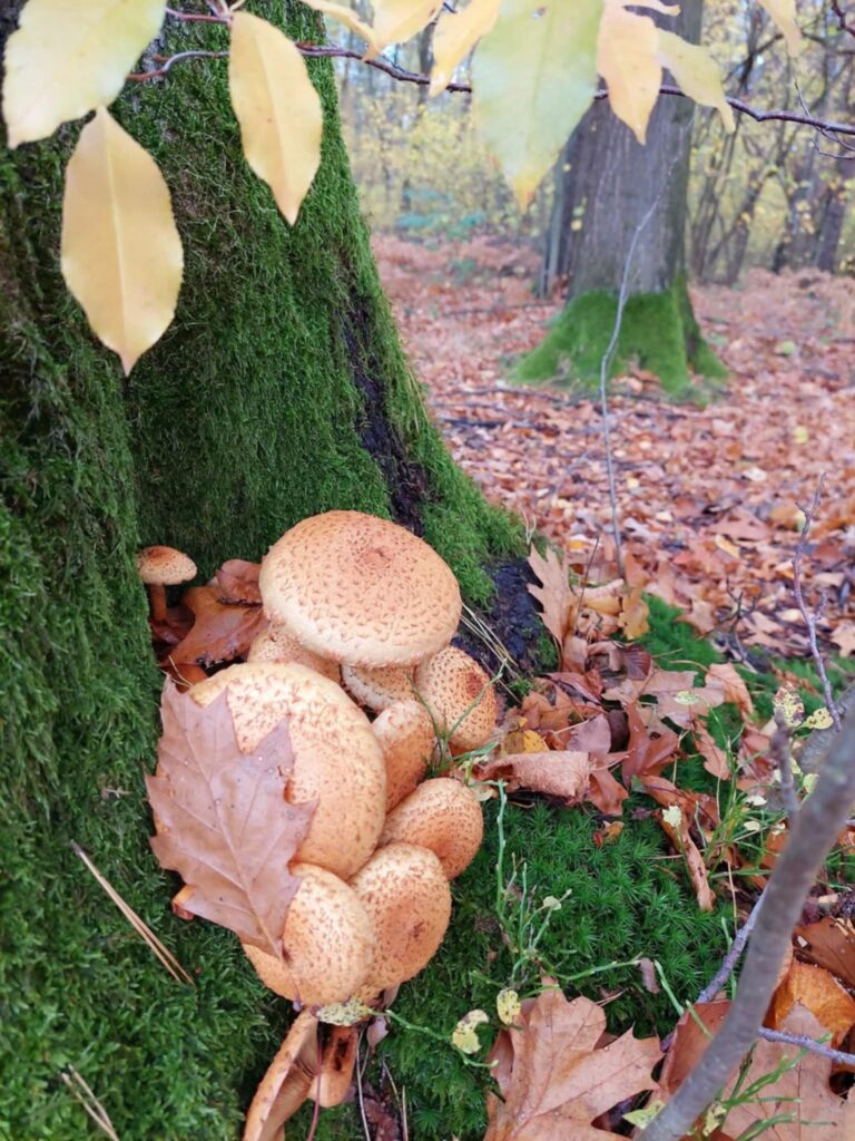 Ekologiczne ABC. Rozstrzygnięto VI edycję konkursu fotograficznego Jurajska przyroda w obiektywie [foto] 4