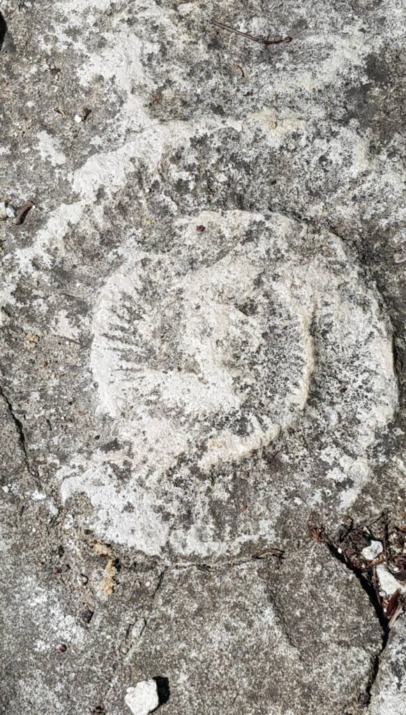 Ekologiczne ABC. Rozstrzygnięto VI edycję konkursu fotograficznego Jurajska przyroda w obiektywie [foto] 28