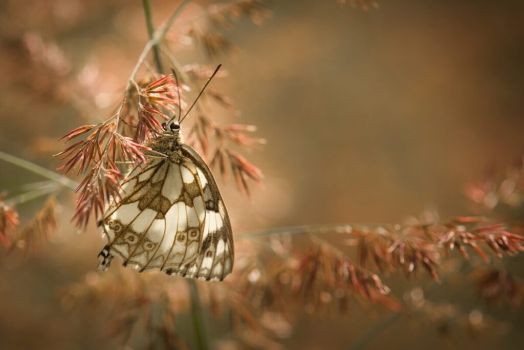 Ekologiczne ABC. Rozstrzygnięto VI edycję konkursu fotograficznego Jurajska przyroda w obiektywie [foto] 10