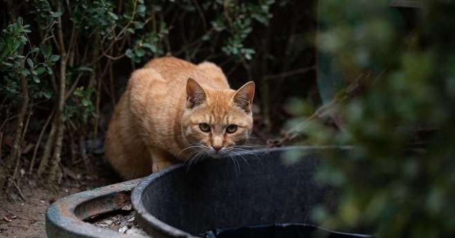 Czipowanie, sterylizacja i kastracja psów i kotów – już wkrótce rusza miejski program!