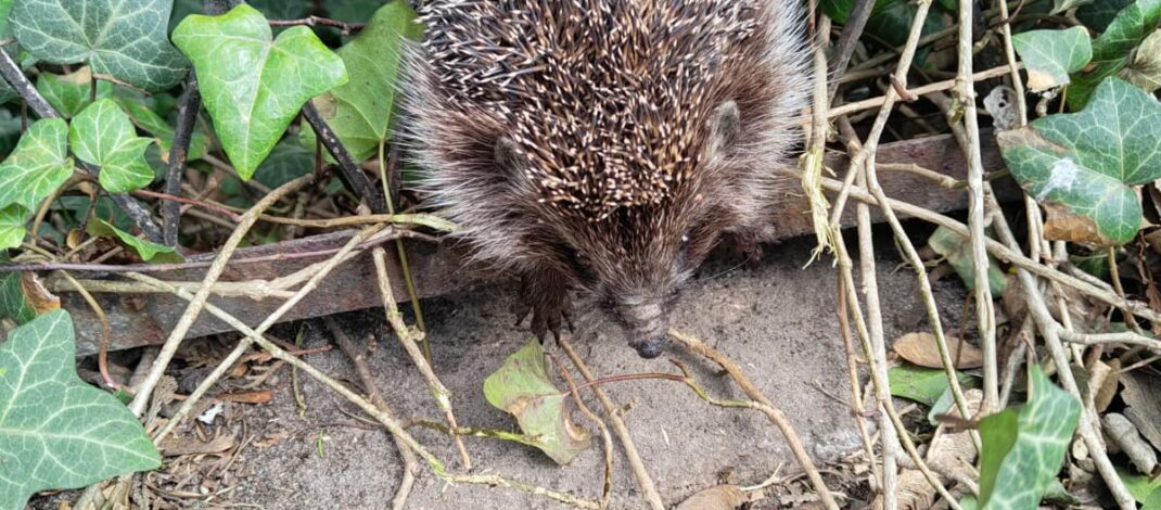 Jeż utknął w ogrodzeniu. Na pomoc przyjechała częstochowska Straż Miejska