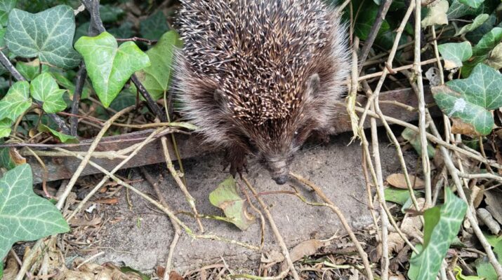 Jeż utknął w ogrodzeniu. Na pomoc przyjechała częstochowska Straż Miejska 1