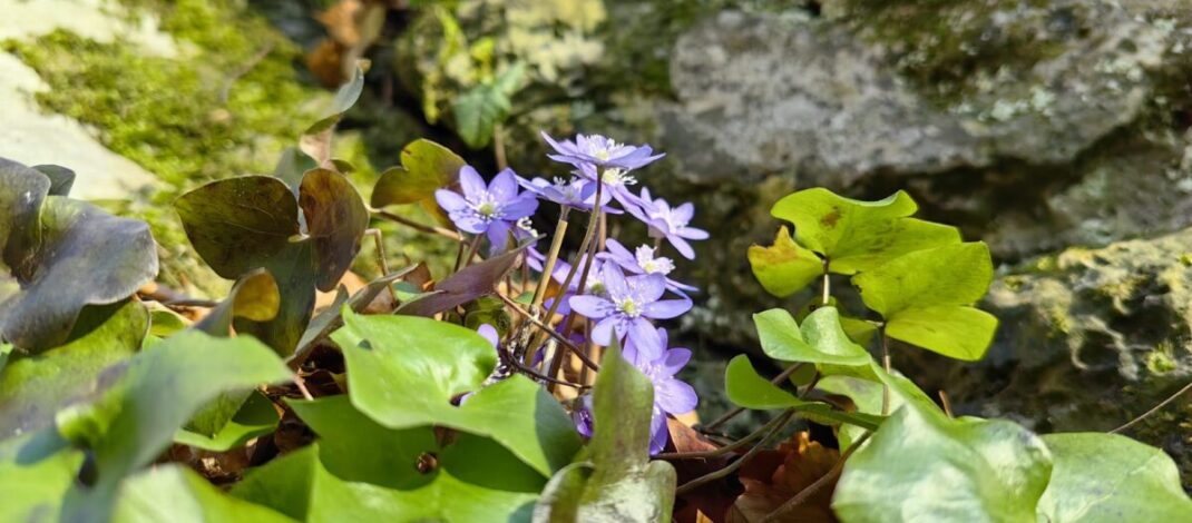 Ekologiczne ABC. Rezerwat Parkowe – idealne miejsce na wiosenne spacery [fotorelacja]