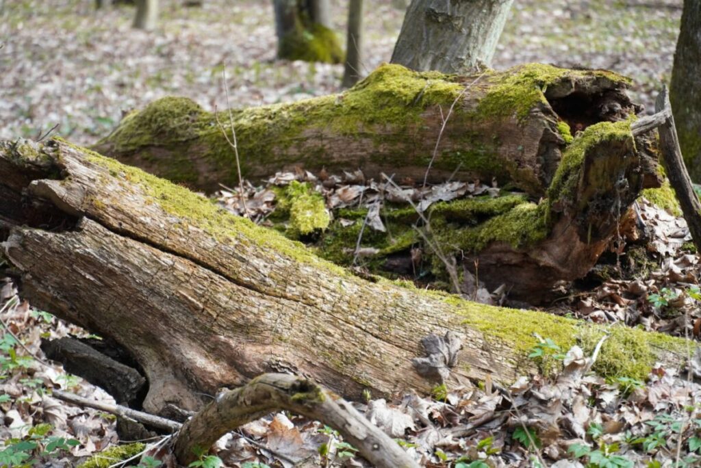 Ekologiczne ABC. Rezerwat Parkowe – idealne miejsce na wiosenne spacery [fotorelacja] 31