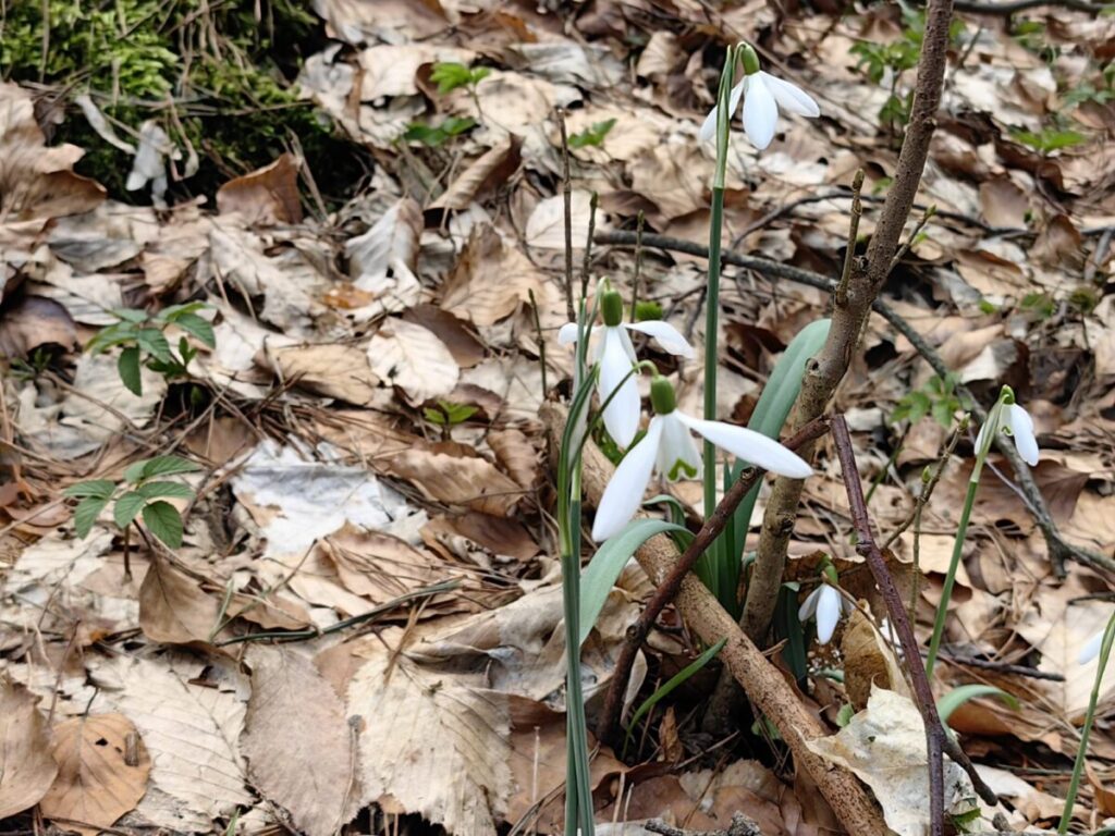 Ekologiczne ABC. Rezerwat Parkowe – idealne miejsce na wiosenne spacery [fotorelacja] 25