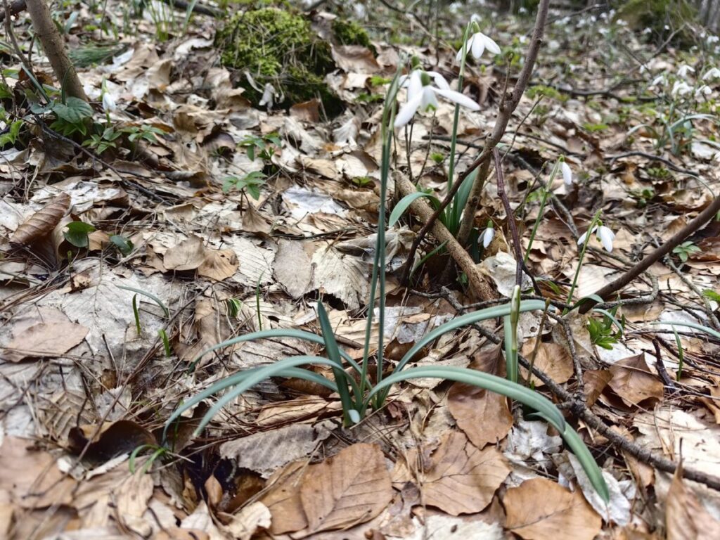 Ekologiczne ABC. Rezerwat Parkowe – idealne miejsce na wiosenne spacery [fotorelacja] 34