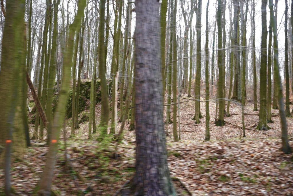 Ekologiczne ABC. Rezerwat Parkowe – idealne miejsce na wiosenne spacery [fotorelacja] 37