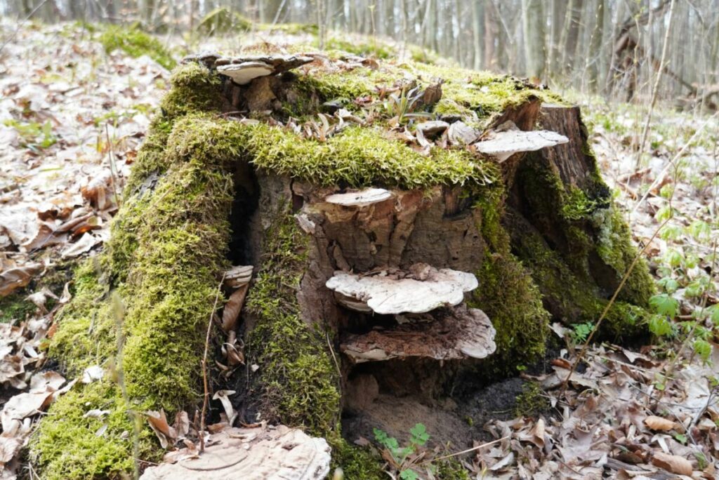 Ekologiczne ABC. Rezerwat Parkowe – idealne miejsce na wiosenne spacery [fotorelacja] 7