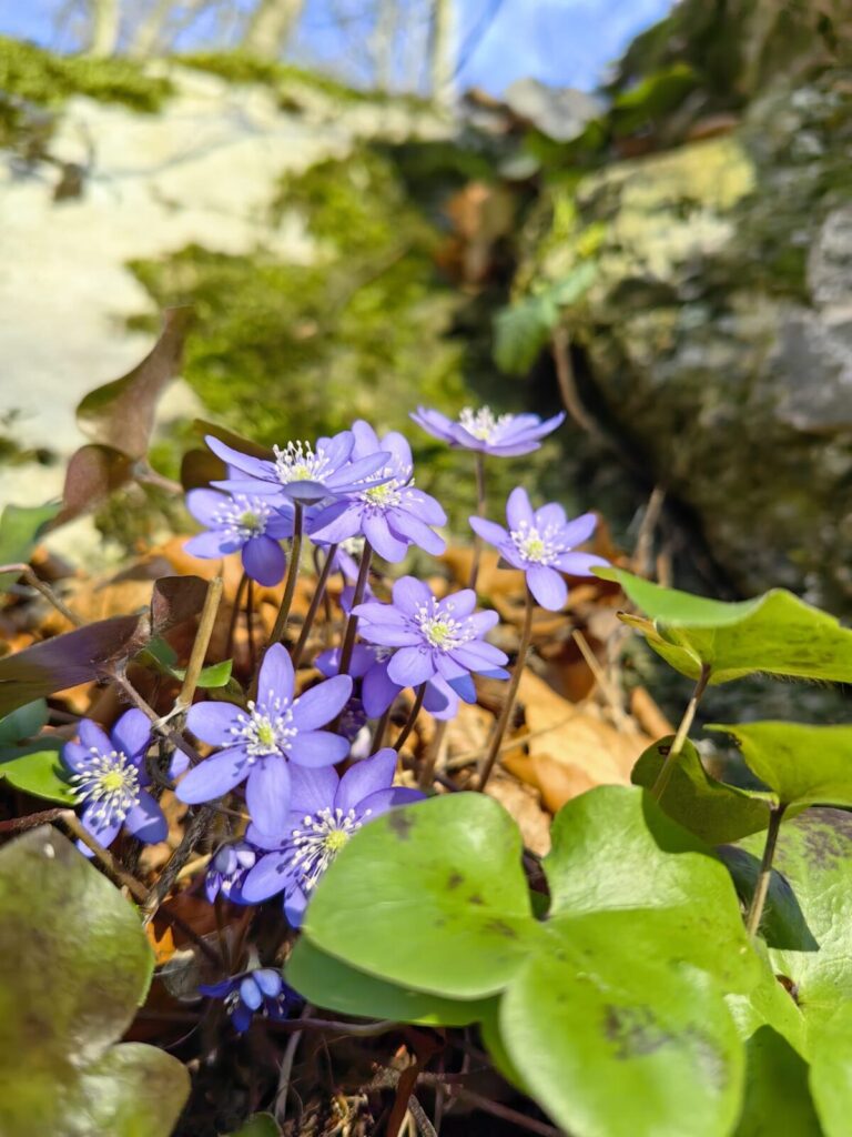 Ekologiczne ABC. Rezerwat Parkowe – idealne miejsce na wiosenne spacery [fotorelacja] 49
