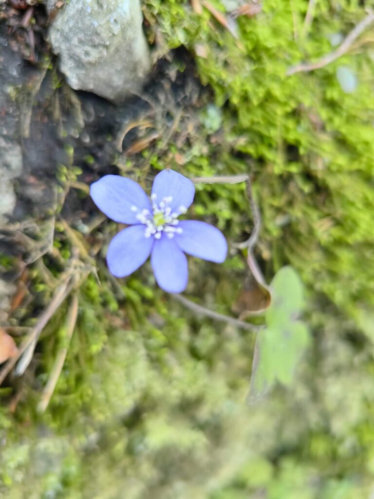 Ekologiczne ABC. Rezerwat Parkowe – idealne miejsce na wiosenne spacery [fotorelacja] 52