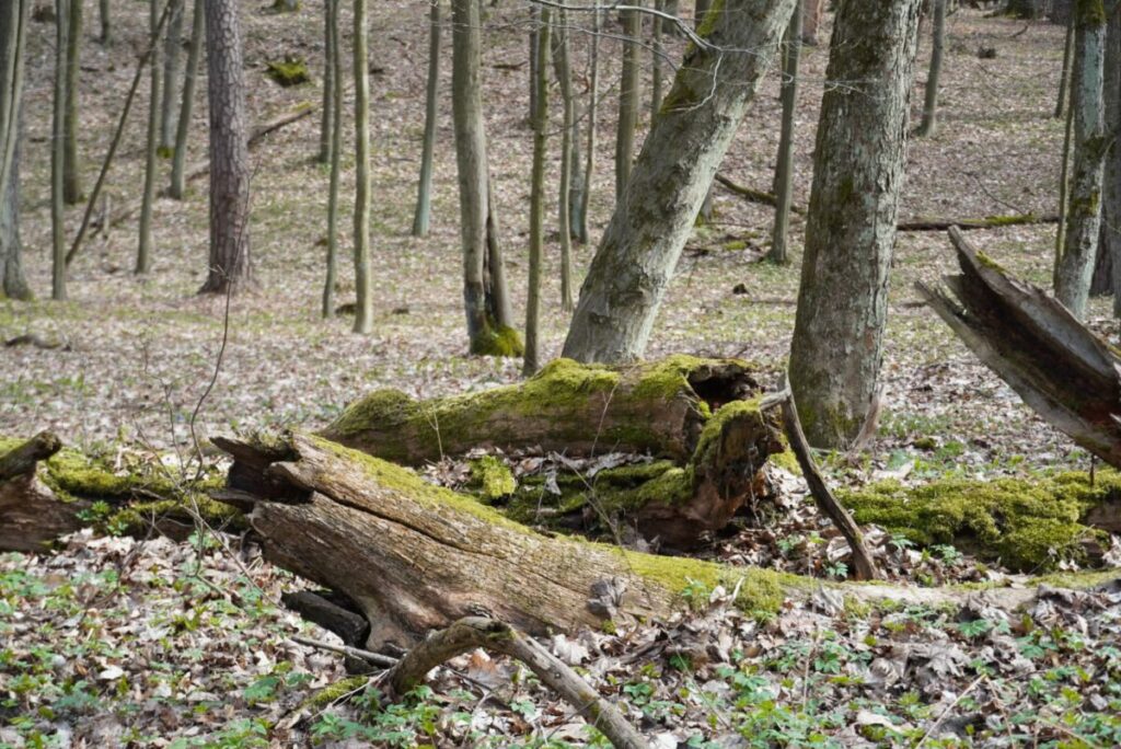 Ekologiczne ABC. Rezerwat Parkowe – idealne miejsce na wiosenne spacery [fotorelacja] 4