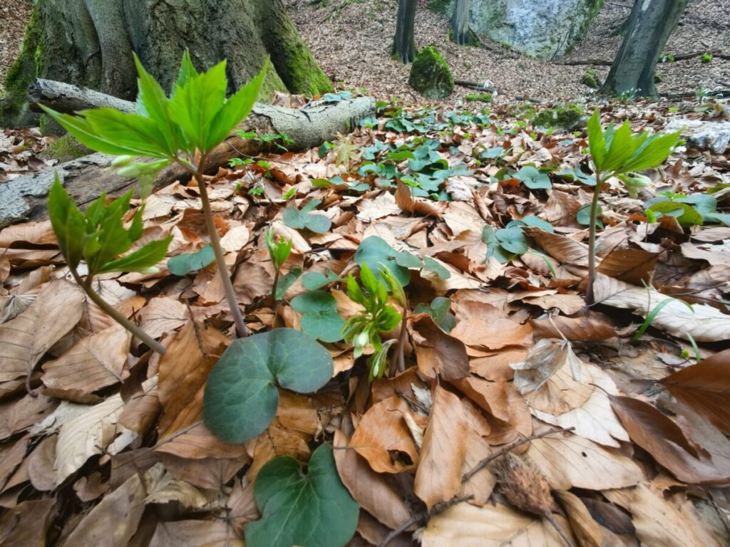 Ekologiczne ABC. Rezerwat Parkowe – idealne miejsce na wiosenne spacery [fotorelacja] 16