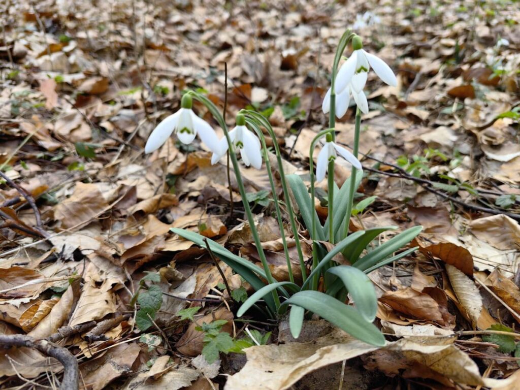 Ekologiczne ABC. Rezerwat Parkowe – idealne miejsce na wiosenne spacery [fotorelacja] 13