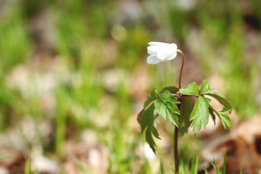 Ekologiczne ABC. Rezerwat Parkowe – idealne miejsce na wiosenne spacery [fotorelacja] 19