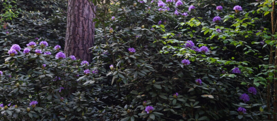 Ekologiczne ABC. Zachwycający rezerwat rododendronów w Pawełkach koło Lublińca [fotorelacja]