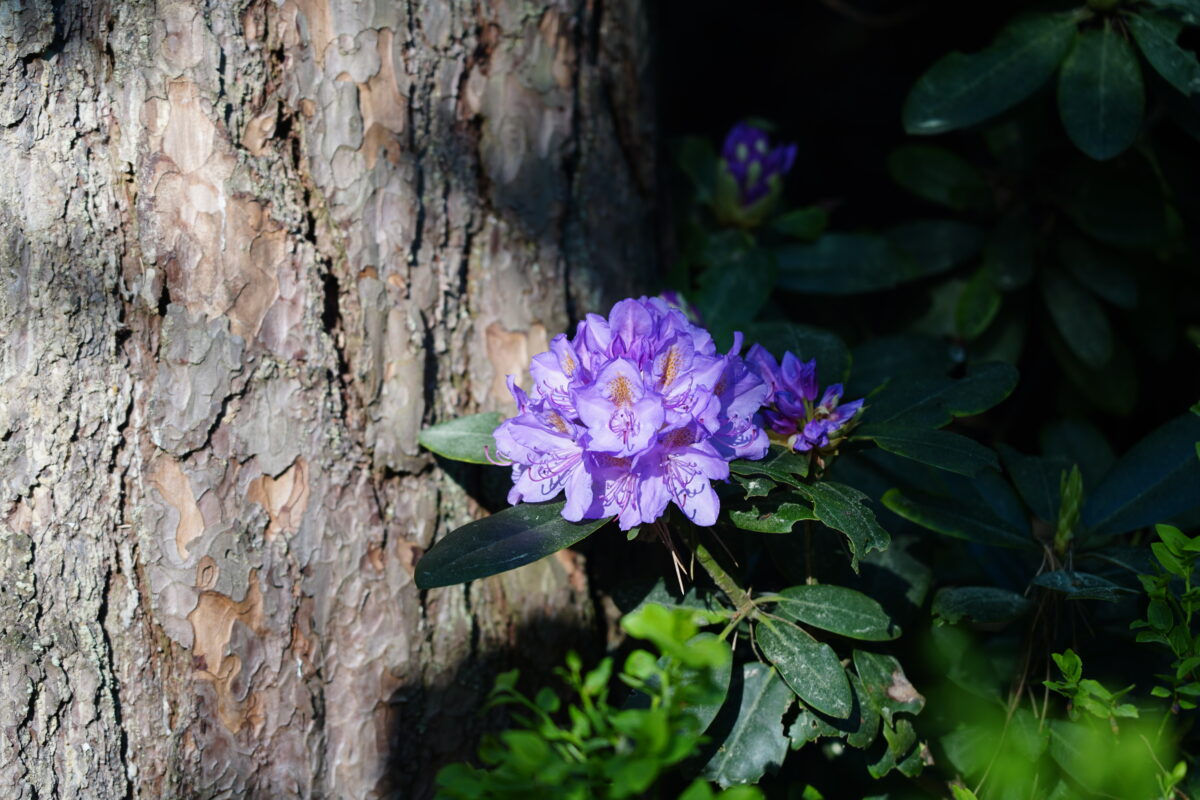 Ekologiczne ABC. Zachwycający rezerwat rododendronów w Pawełkach koło Lublińca [fotorelacja] 9