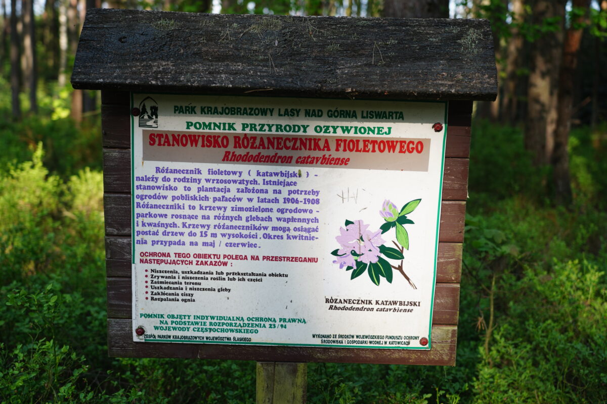 Ekologiczne ABC. Zachwycający rezerwat rododendronów w Pawełkach koło Lublińca [fotorelacja] 1