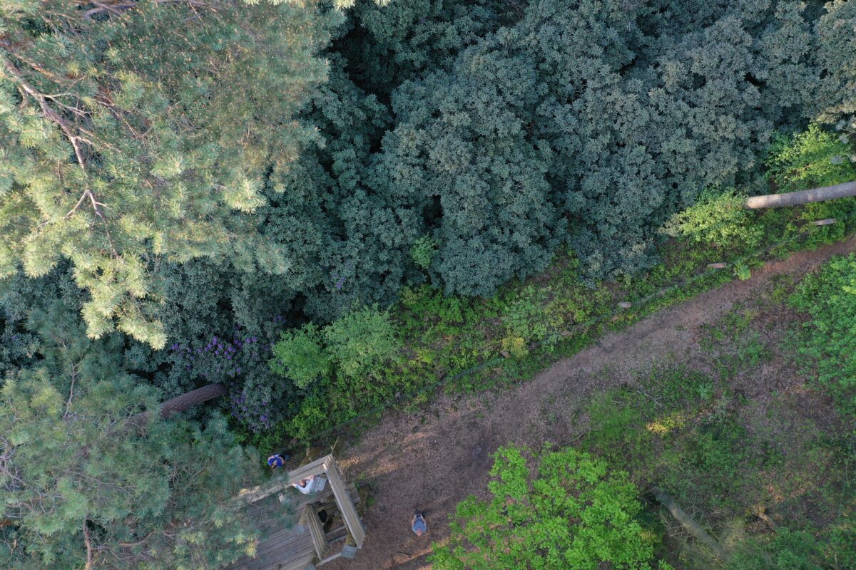 Ekologiczne ABC. Zachwycający rezerwat rododendronów w Pawełkach koło Lublińca [fotorelacja] 17