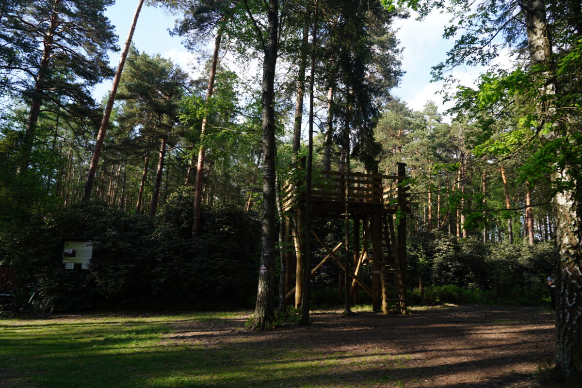 Ekologiczne ABC. Zachwycający rezerwat rododendronów w Pawełkach koło Lublińca [fotorelacja] 3