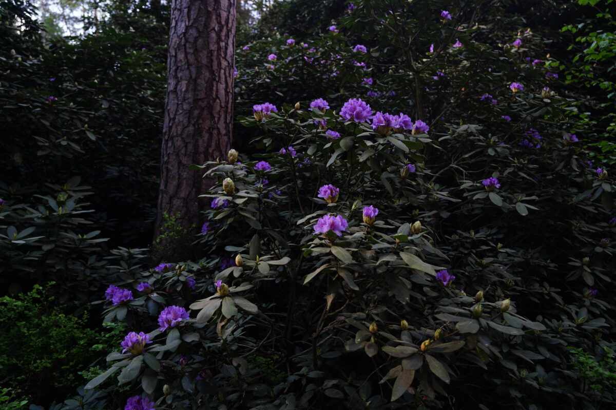 Ekologiczne ABC. Zachwycający rezerwat rododendronów w Pawełkach koło Lublińca [fotorelacja] 4