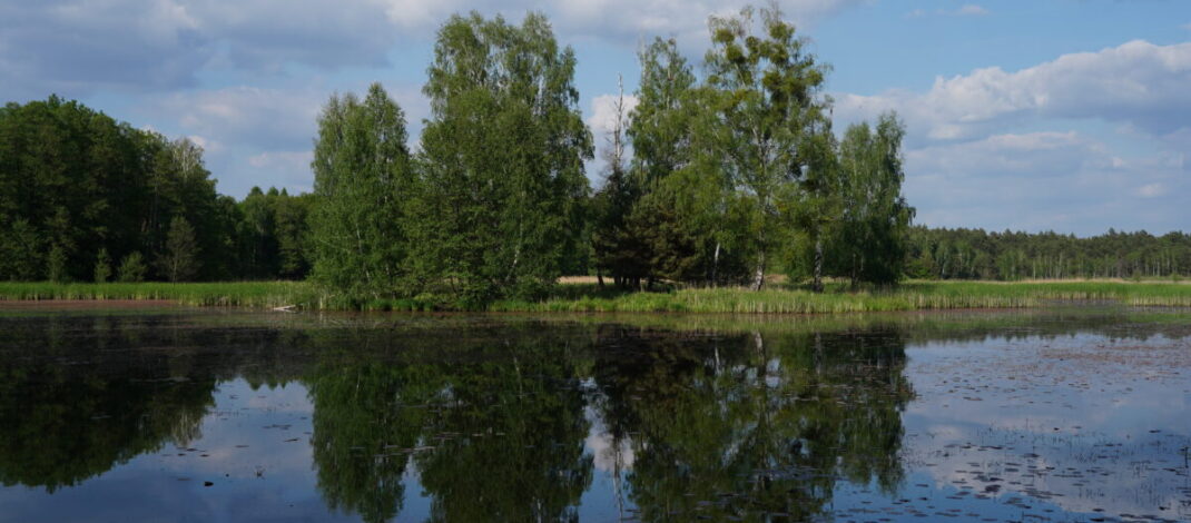 Ekologiczne ABC. Użytek ekologiczny Brzoza w gminie Kochanowice – spacer śladami natury [fotorelacja]