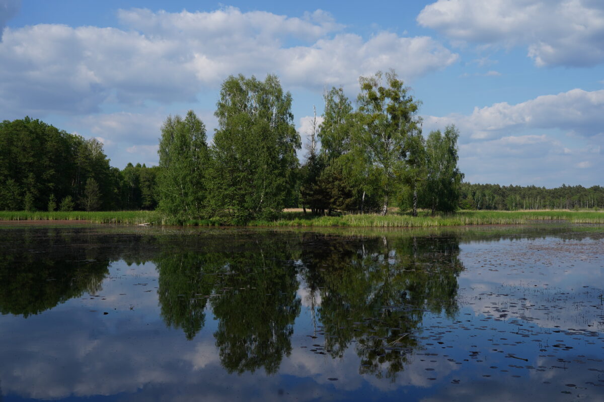Ekologiczne ABC. Użytek ekologiczny Brzoza w gminie Kochanowice – spacer śladami natury [fotorelacja]