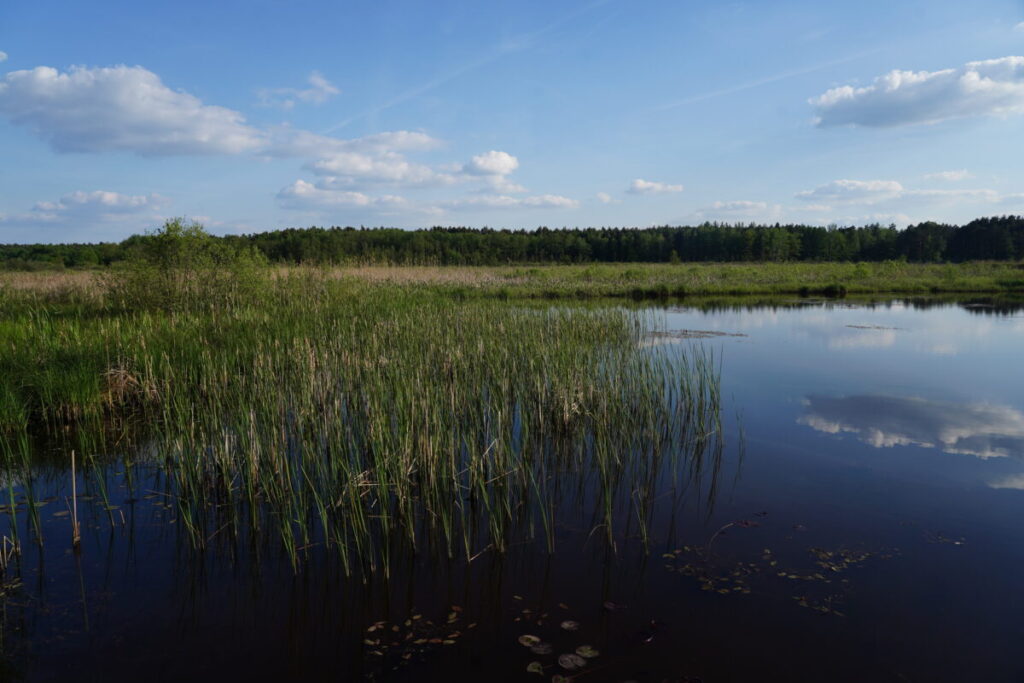 Ekologiczne ABC. Użytek ekologiczny Brzoza w gminie Kochanowice – spacer śladami natury [fotorelacja] 9