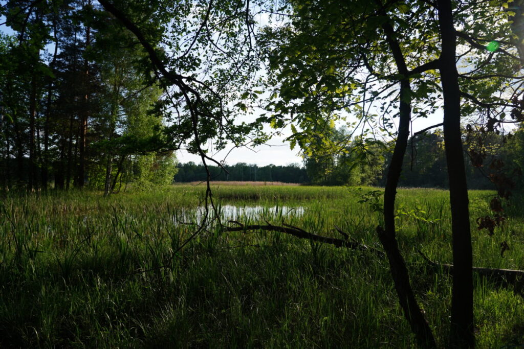 Ekologiczne ABC. Użytek ekologiczny Brzoza w gminie Kochanowice – spacer śladami natury [fotorelacja] 10