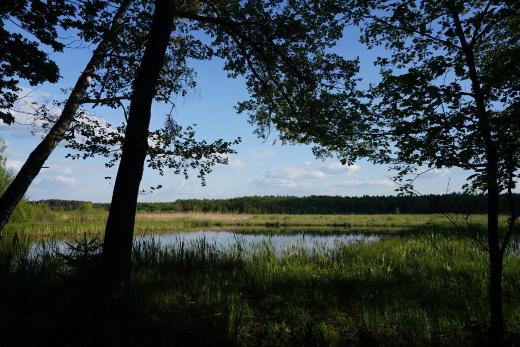 Ekologiczne ABC. Użytek ekologiczny Brzoza w gminie Kochanowice – spacer śladami natury [fotorelacja] 12