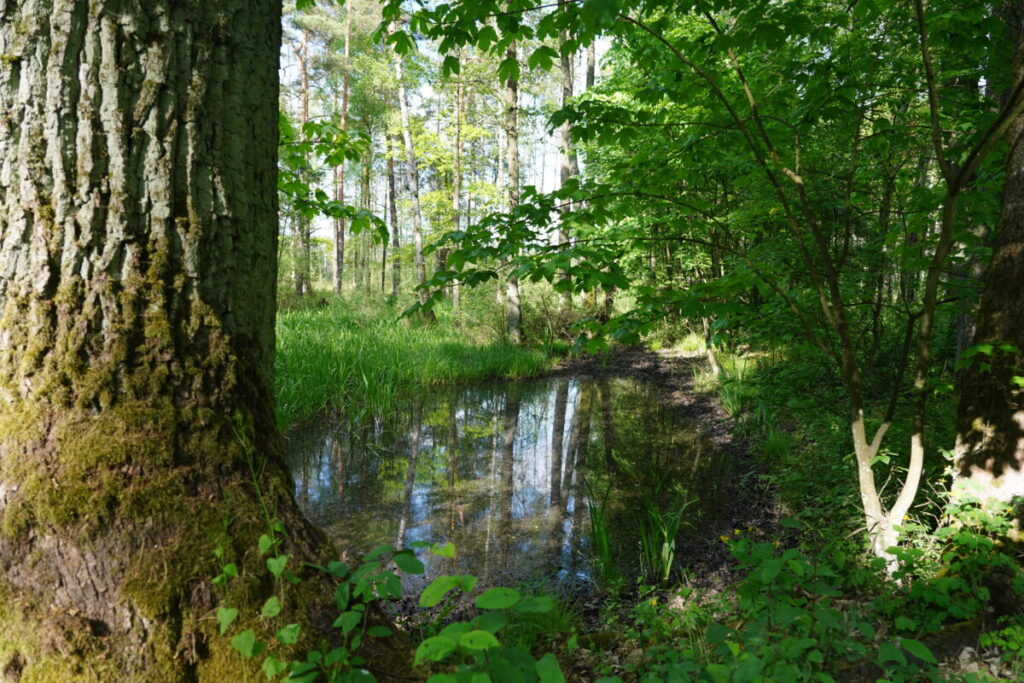 Ekologiczne ABC. Użytek ekologiczny Brzoza w gminie Kochanowice – spacer śladami natury [fotorelacja] 13