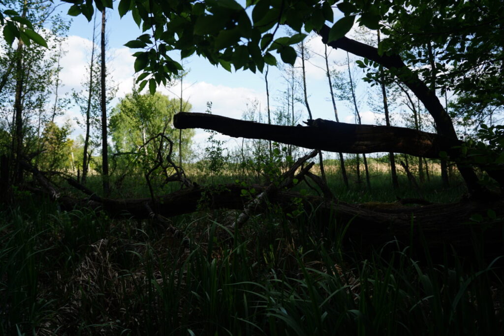 Ekologiczne ABC. Użytek ekologiczny Brzoza w gminie Kochanowice – spacer śladami natury [fotorelacja] 14