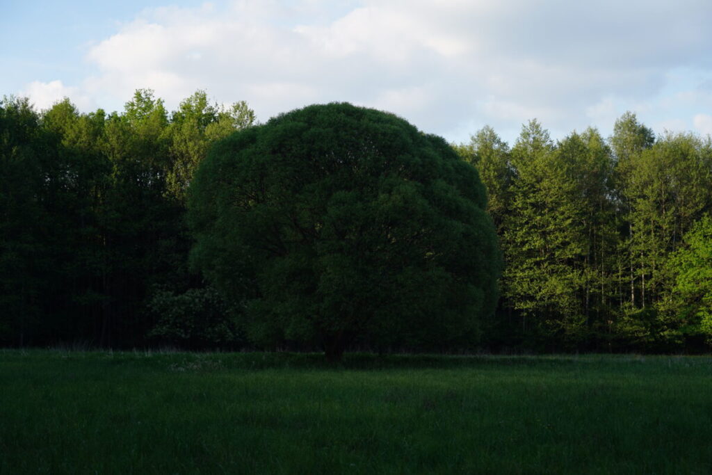 Ekologiczne ABC. Użytek ekologiczny Brzoza w gminie Kochanowice – spacer śladami natury [fotorelacja] 18