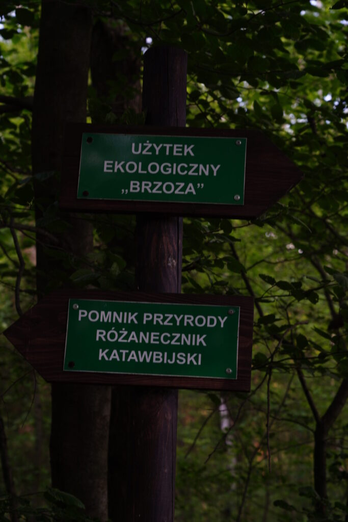 Ekologiczne ABC. Użytek ekologiczny Brzoza w gminie Kochanowice – spacer śladami natury [fotorelacja] 25
