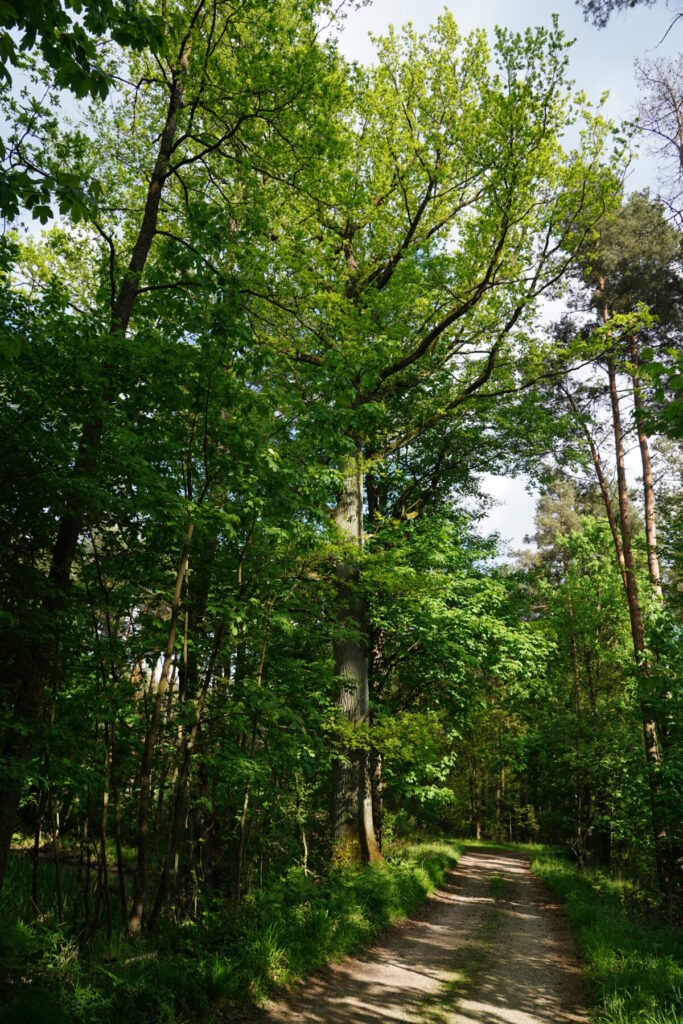 Ekologiczne ABC. Użytek ekologiczny Brzoza w gminie Kochanowice – spacer śladami natury [fotorelacja] 24