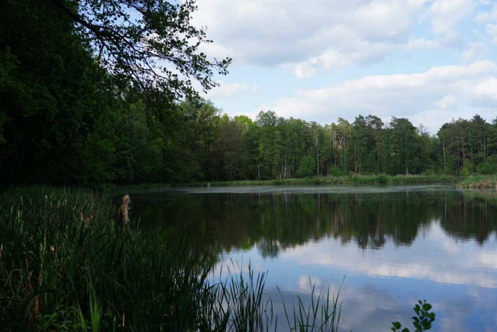 Ekologiczne ABC. Użytek ekologiczny Brzoza w gminie Kochanowice – spacer śladami natury [fotorelacja] 2