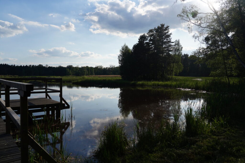 Ekologiczne ABC. Użytek ekologiczny Brzoza w gminie Kochanowice – spacer śladami natury [fotorelacja] 3