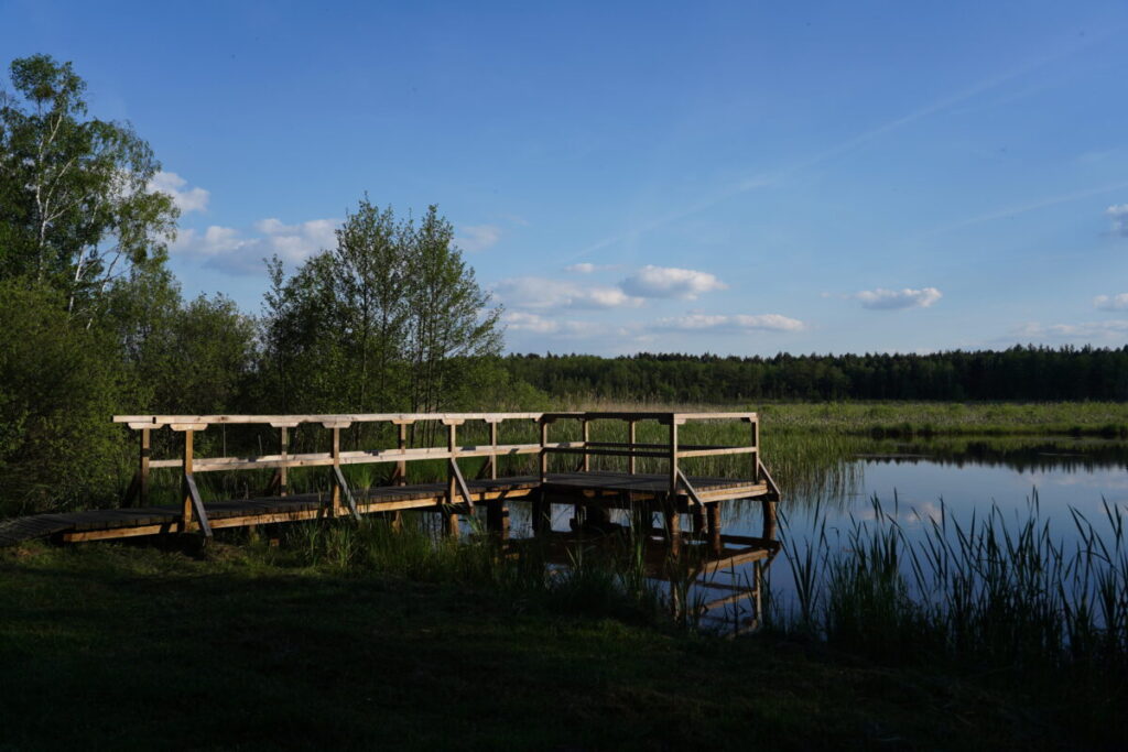 Ekologiczne ABC. Użytek ekologiczny Brzoza w gminie Kochanowice – spacer śladami natury [fotorelacja] 4