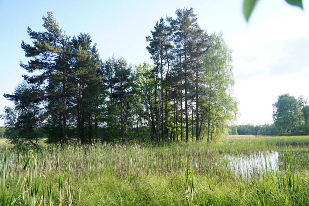 Ekologiczne ABC. Użytek ekologiczny Brzoza w gminie Kochanowice – spacer śladami natury [fotorelacja] 5