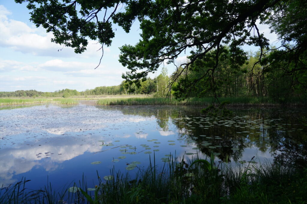Ekologiczne ABC. Użytek ekologiczny Brzoza w gminie Kochanowice – spacer śladami natury [fotorelacja] 6